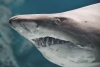 Naučnici analizirali evoluciju morskih pasa na osnovu oblika čeljusti